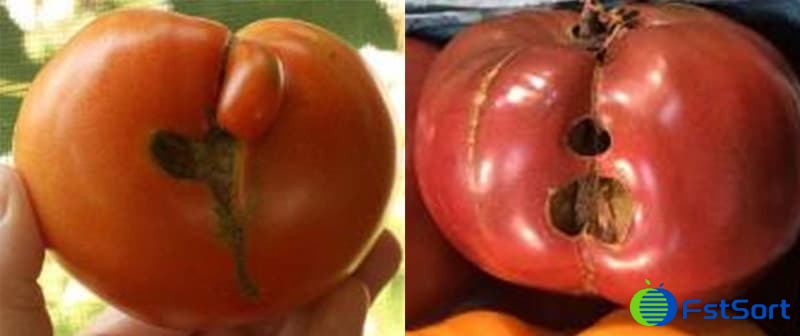 images/1711440204212Defectos del tomate1.jpg